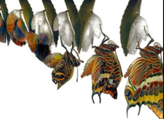 Clip: Những màn lột xác độc đáo trong thế giới động vật