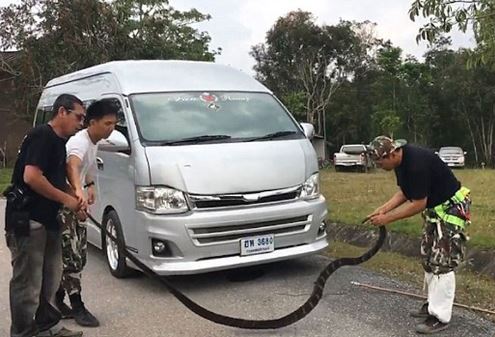Cảnh bắt rắn hổ mang trên xe ở Thái Lan