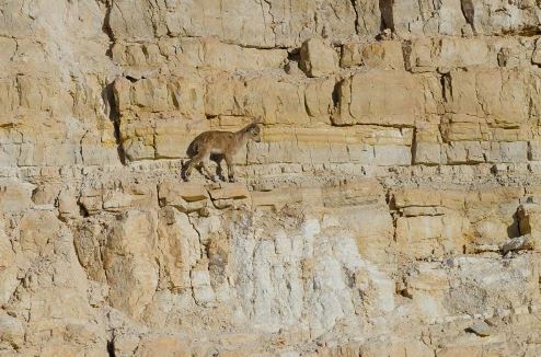 Clip: Thót tim với màn leo núi của sơn dương con