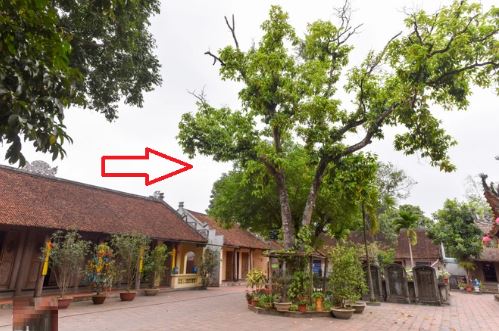 4 loại cây trồng trong dương trạch không lục đục cũng bại vong?