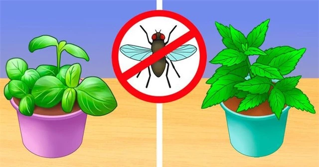 6 mẹo giúp nhà bạn “sạch bóng” côn trùng mà không dùng chất hóa học - Ảnh 1.
