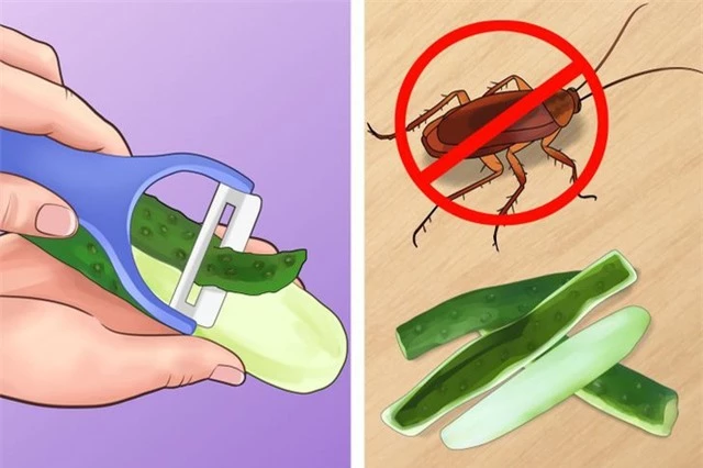 6 mẹo giúp nhà bạn “sạch bóng” côn trùng mà không dùng chất hóa học - Ảnh 2.