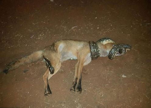 Chú cáo đáng thương bị rắn siết cổ tới chết