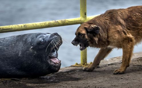 “Chết cười” với cảnh hải cẩu và chó hằm hè nhau vì miếng mồi