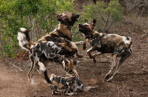 Cận cảnh chó hoang châu Phi “hỗn chiến” giành mồi