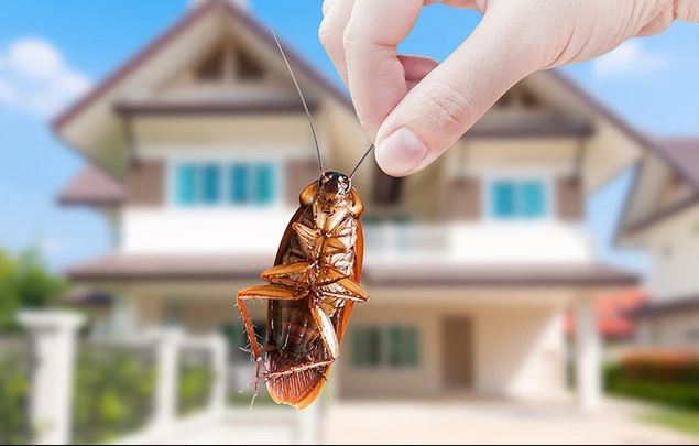 Những cách đuổi côn trùng ra khỏi nhà một cách thân thiện