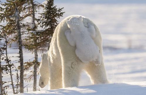 Khoảnh khắc ấn tượng: Gấu cõng con, đại bàng ăn thịt cá sấu