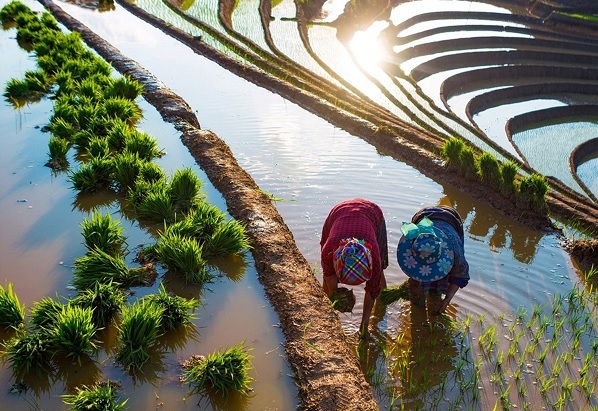 Kêu gọi đầu tư, phát triển du lịch nông nghiệp 