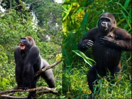 “Phì cười” với biểu cảm của khỉ đột khi bị chụp hình