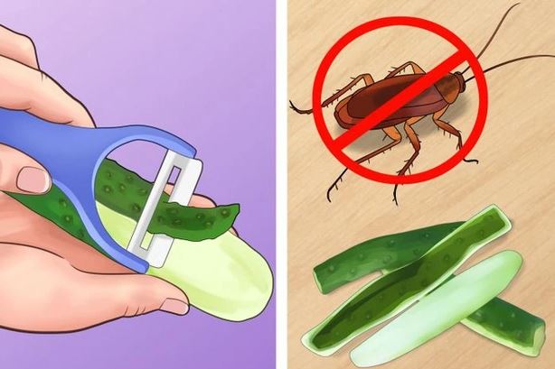 6 mẹo giúp nhà bạn “sạch bóng” côn trùng mà không dùng chất hóa học