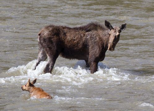 Nai s&#x1A1; sinh may m&#x1EAF;n tho&#xE1;t ch&#x1EBF;t khi c&#xF9;ng m&#x1EB9; qua s&#xF4;ng