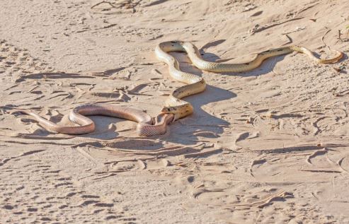 Kinh hãi cảnh rắn nuốt ruồi “xơi tái” đồng loại