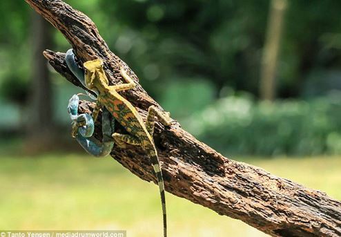 Cận cảnh màn “đại chiến” bất phân thắng bại của tắc kè hoa và rắn lục