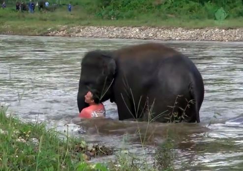 Clip: Voi con lao xuống sông cứu người "chết đuối"