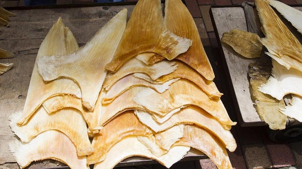 Đừng nghĩ bào ngư, vi cá là 'thần dược' quý và đây là lý do