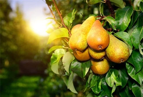Cách chọn và bảo quản các loại trái cây ngon bạn nên biết - Ảnh 11.