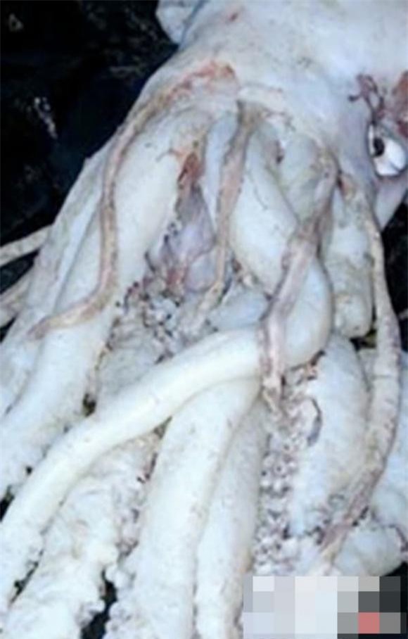 ca-bien-sau (1).jpg 9  sinh vật dưới đáy biển sâu, khám phá đại dương