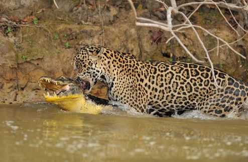 Cận cảnh màn săn giết cá sấu ngoạn mục của báo gấm