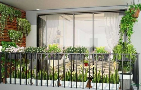 Trồng cây cảnh nhớ đặt ở vị trí này, cây càng xanh tốt gia chủ càng may mắn