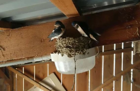 Trong nhà xuất hiện 3 điều này là dấu hiệu phát tài, 2 sự lạ là điềm báo hung hạn, coi chừng tai ương