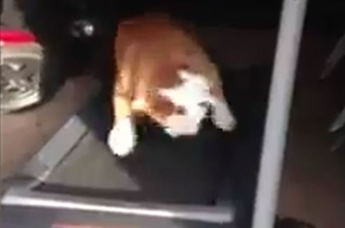 Clip: Chú cún đáng yêu trổ tài chạy bộ trên máy