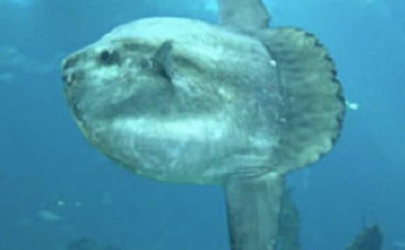 Top 10 sinh vật dưới đáy biển sâu khủng khiếp và đáng sợ