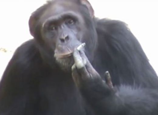 Clip: Tinh tinh “phì phèo” hút thuốc lá như người