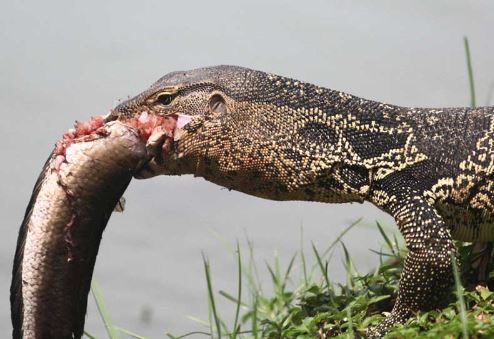 Kỳ đà "ngụp lặn" dưới nước săn cá lóc