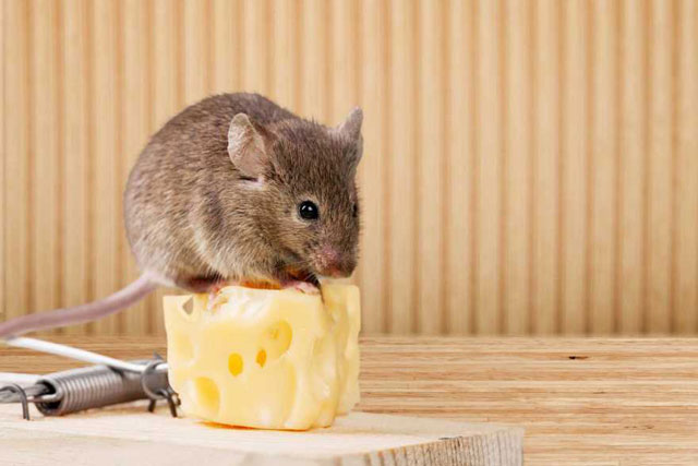 Chuột quậy phá ầm ầm trên trần nhà: Làm theo cách này là đuổi sạch cả đàn