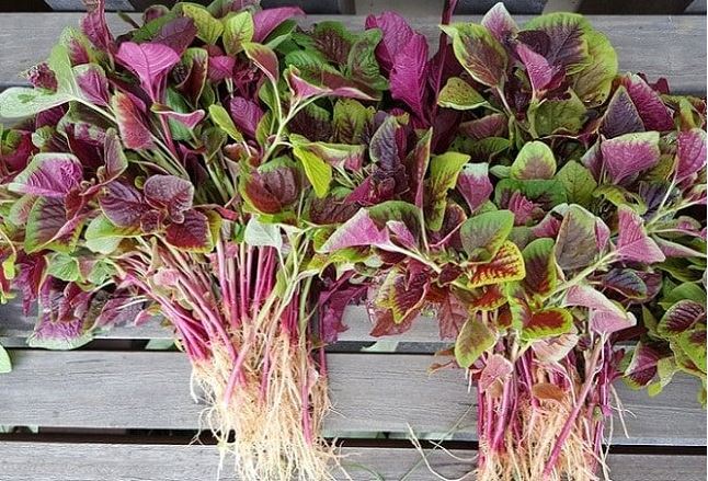 4 loại rau "bổ hơn thịt, rẻ hơn thuốc", quý như nhân sâm, nhiều người không biết lại cứ vứt bỏ