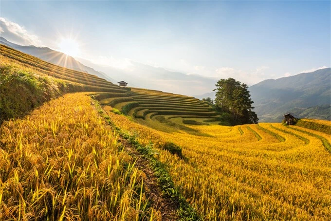 mu cang chai Giadinhonline (7)