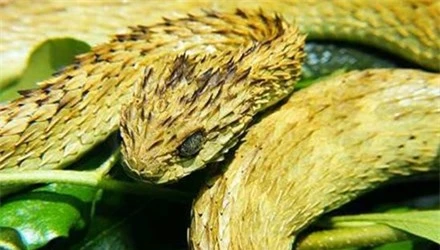 Các nguồn tin khoa học khẳng định rắn vảy gai là một trong những loài rắn có ngoại hình xấu xí nhất với vẻ ngoài là những chiếc gai nhọn xếp đè lên nhau
