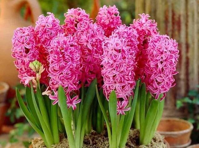 4 loại hoa đẹp nhưng không may mắn, để trong nhà khác gì mời gọi vận xui: Loại thứ 3 rất nhiều người chơi