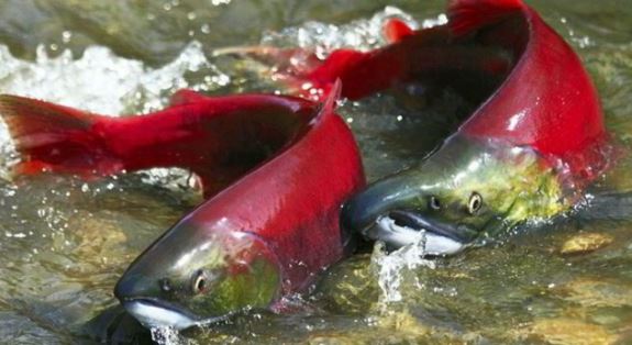 Kỳ lạ loài vật mỗi lần làm "chuyện ấy" là khiến cả Trái đất rung chuyển