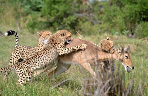 Báo gấm mẹ dạy con kỹ năng săn mồi