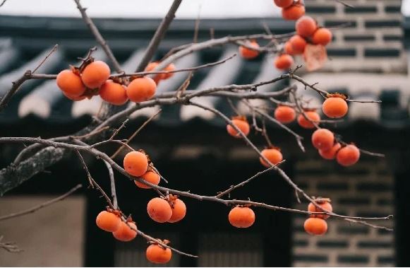 Tổ tiên dặn: Có 4 loại cây may mắn ông bà trồng con cháu hưởng phúc, phú quý đời đời không dứt