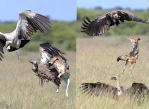 Chó rừng đại chiến giành mồi với kền kền