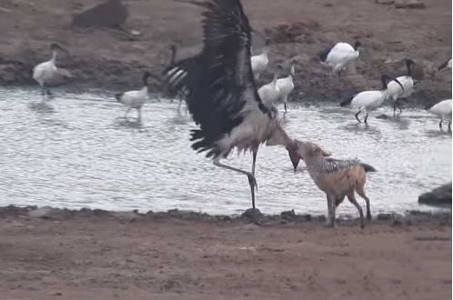 Màn săn giết cò ngoạn mục của chó rừng