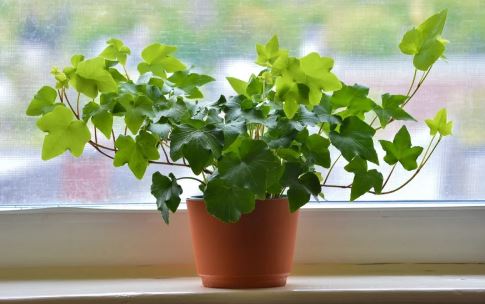 Đặt 3 thứ này trên cửa sổ, vận hạn tự qua phúc lộc tự đến