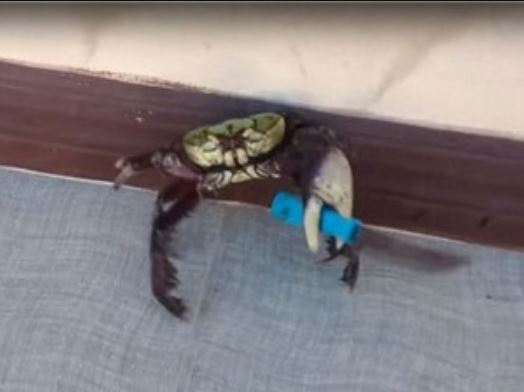 Clip: Ngạc nhiên với cảnh con cua cầm dao tự vệ như người