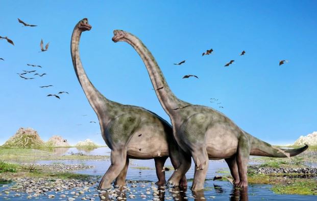 Loài vật to lớn nhất hành tinh làm "chuyện ấy" như thế nào?