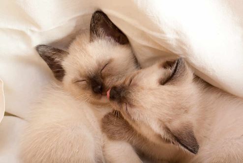 Chùm ảnh đẹp về mèo xiêm