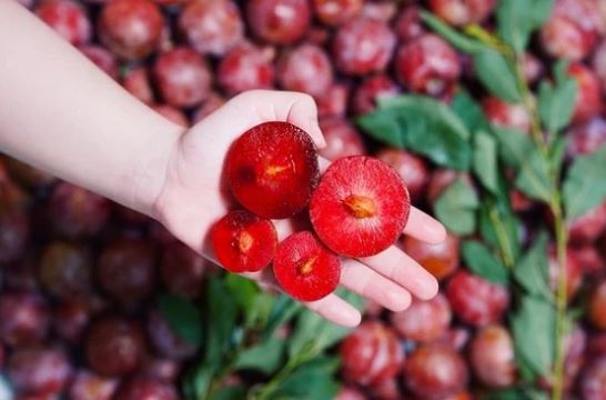 Mùa hè ăn mận đừng quên 5 điều, đảm bảo da đẹp, không sợ nóng lại khỏe xương