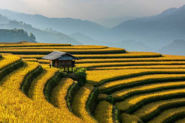 Ngây ngất mùa vàng Mù Cang Chải