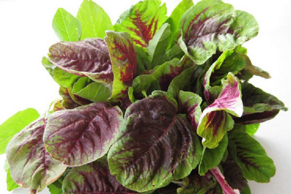 Mùa hè ăn rau dền mát bổ nhưng tuyệt đối không ăn theo cách này kẻo hại thân