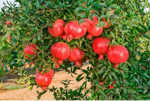 Người xưa dặn: 'Trồng 4 cây này trước sân, con cháu đời đời hưởng phú quý', đó là cây gì?