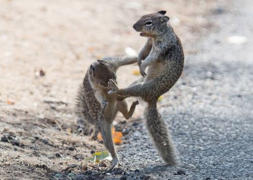 Màn biểu diễn kungfu bất phân thắng bại của hai chú sóc nhỏ