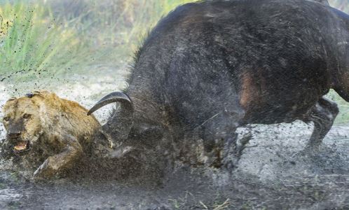 Hai con sư tử chết thảm dưới cặp sừng sắc nhọn của trâu rừng