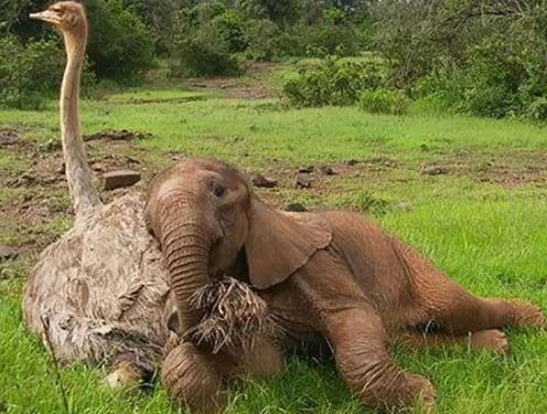 Tình bạn khó tin giữa đà điểu và voi con mồ côi