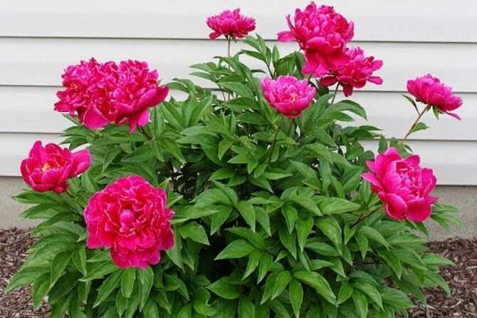 Góc nhà trồng 3 loại hoa này gia đình phát tài cả năm